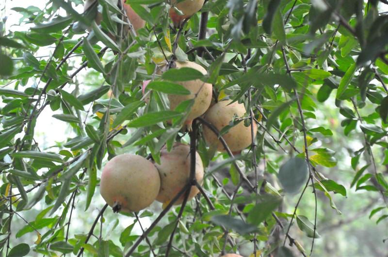 上海優(yōu)質石榴生產(chǎn)基地，上海優(yōu)質石榴供貨商，上海石榴批發(fā)零售價格