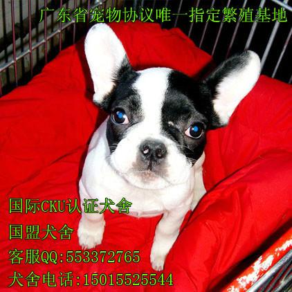 广州哪里有卖法国斗牛犬图片