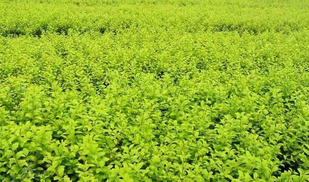 供應(yīng)寧杞9號(hào)枸杞苗寧杞7號(hào)枸杞苗品種純度高，價(jià)格合理，歡迎前來洽談。