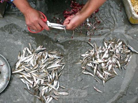 供應(yīng)河北白洋淀水產(chǎn)養(yǎng)殖基地/河北泥鰍/河北泥鰍苗/河北魚(yú)苗