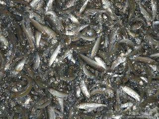 泥鰍苗圖片/泥鰍苗樣板圖 (4)