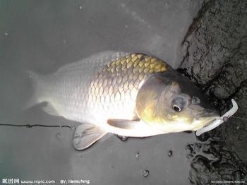 優(yōu)質(zhì)泥鰍苗圖片/優(yōu)質(zhì)泥鰍苗樣板圖 (3)