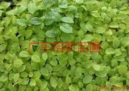 供應(yīng)火焰木小苗，火焰木小苗哪里*，火焰木小苗基地。