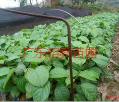 供應(yīng)秋楓小苗，秋楓小苗供應(yīng)商，秋楓小苗批發(fā)地13592927945