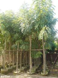 供應(yīng)菩提榕地苗、4至6公分菩提榕地苗、廣東菩提榕地苗批發(fā)。