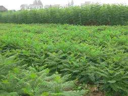 供應(yīng)藍(lán)花楹小苗，藍(lán)花楹小苗批發(fā)商藍(lán)花楹小苗熱線13592927945