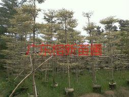 供應(yīng)廣東錦葉欖仁小苗批發(fā)基地，花葉欖仁小苗電話13592927945