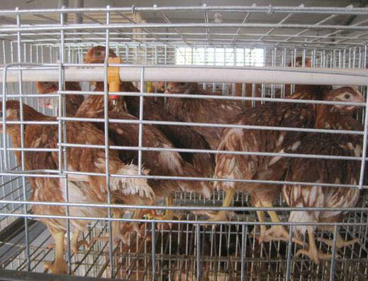 供應(yīng)新鄉(xiāng)青年雞新鄉(xiāng)青年雞供應(yīng)