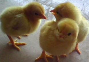 供應(yīng)蛋雞雞苗海蘭褐蛋雞苗