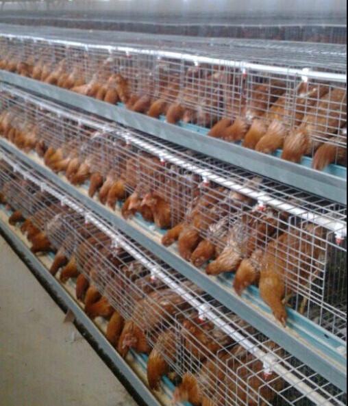 供應蕪湖青年雞蚌埠青年雞