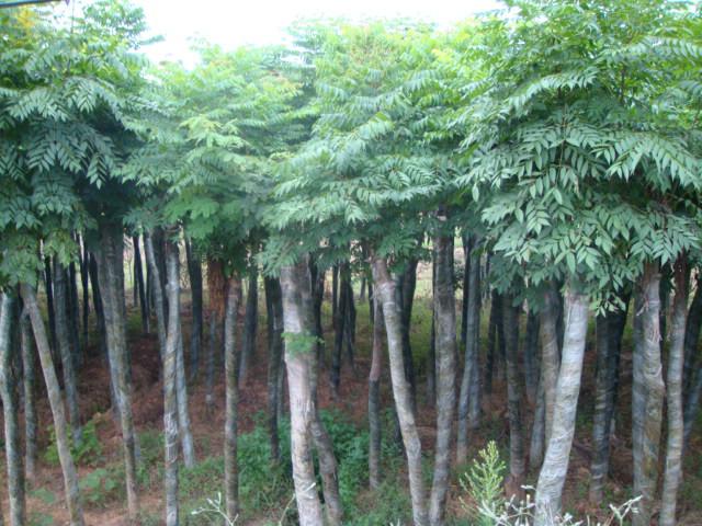 供應(yīng)大規(guī)格國(guó)槐10公分——60公分國(guó)槐