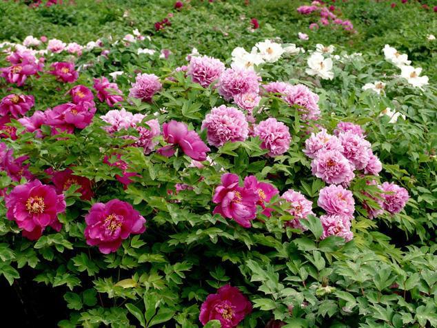 供應(yīng)博志苗木長年供應(yīng)牡丹花小苗