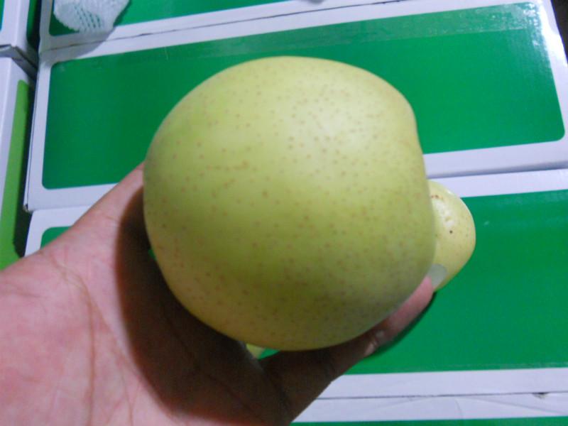 供應(yīng)用于一級(jí)的黃金梨/山東黃金梨/山東黃金梨批發(fā)/山東黃金梨廠家