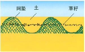 防止草籽冲刷护坡塑料三维植被网图片