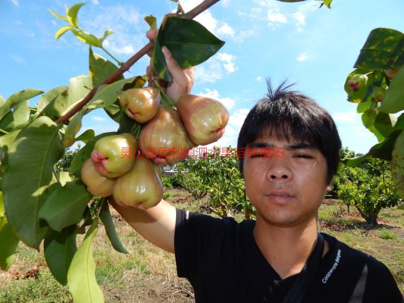 供应湖南莲雾苗价格-湖南莲雾苗种植基地-湖南莲雾种植基地