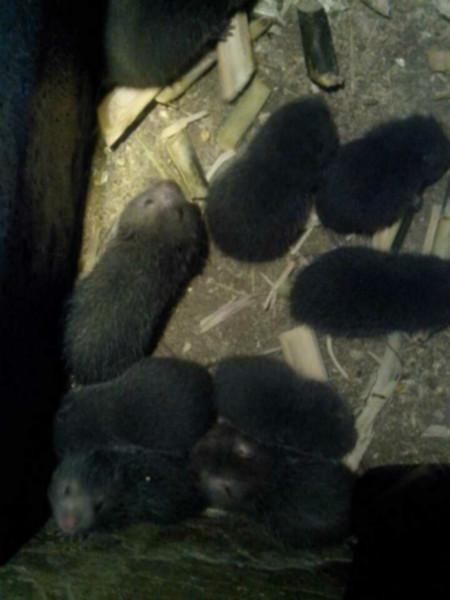 供應(yīng)*種苗供應(yīng)廠家