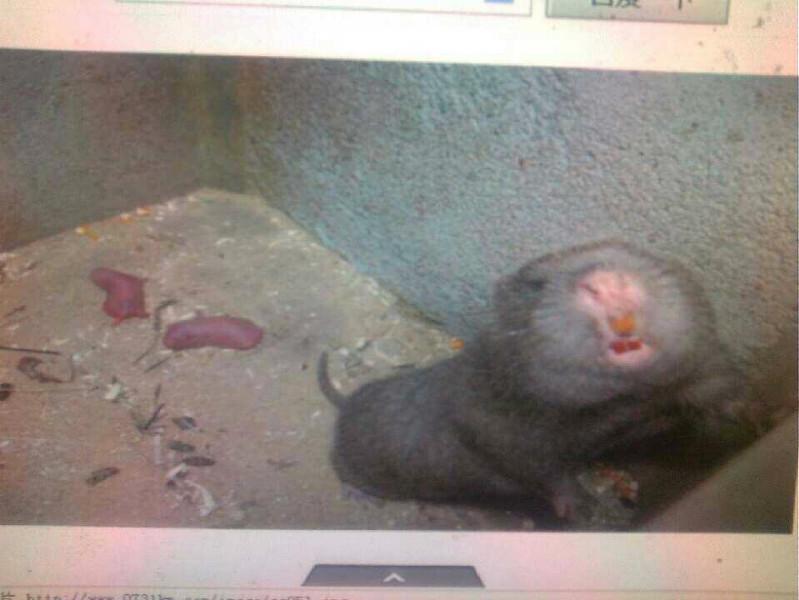 供應(yīng)*種苗供應(yīng)廠家