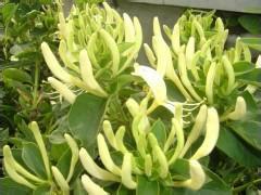 供應(yīng)絳縣中楊基地藥材種子及種苗