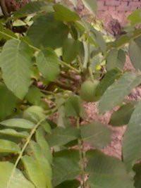 供應(yīng)晉南核桃苗