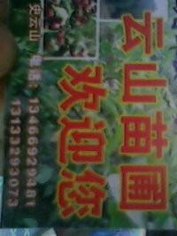 供應(yīng)晉南紅不軟桃苗