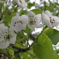 供應(yīng)山西*的梨樹苗種殖基地