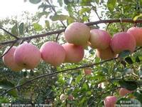 供應農(nóng)科院中楊基地蘋果苗