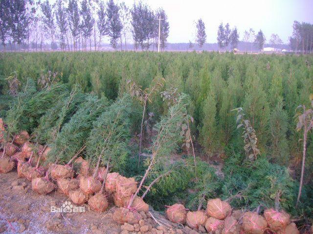 供應(yīng)晉南側(cè)柏基地側(cè)柏苗