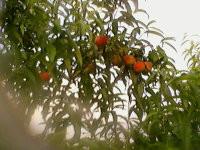 供應農科院中楊基地桃樹成品苗