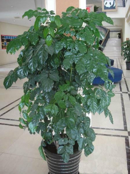 供應(yīng)富貴樹，發(fā)財樹，綠蘿等室內(nèi)綠植 廣州富貴樹， 廣州富貴樹經(jīng)銷，直銷