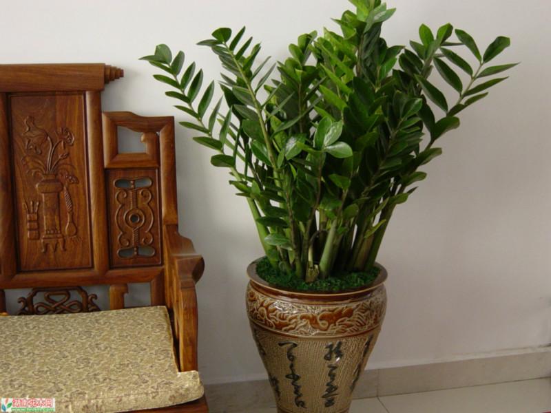 供應(yīng)發(fā)財樹金錢樹綠蘿等室內(nèi)花木租售