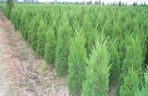 供應(yīng)山西側(cè)柏苗大量銷售，側(cè)柏苗大量銷售