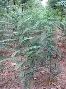 供應(yīng)一年生國(guó)槐苗