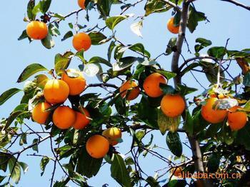 供應(yīng)占地柿子苗