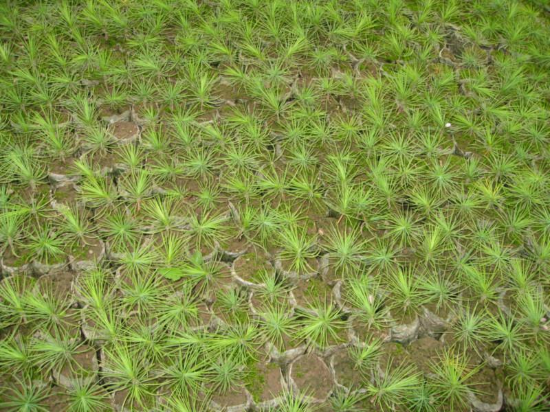 供應(yīng)白皮松，山西白皮松苗木基地，山西*的白皮松供應(yīng)商