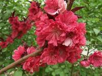 供應(yīng)嫁接榆葉梅