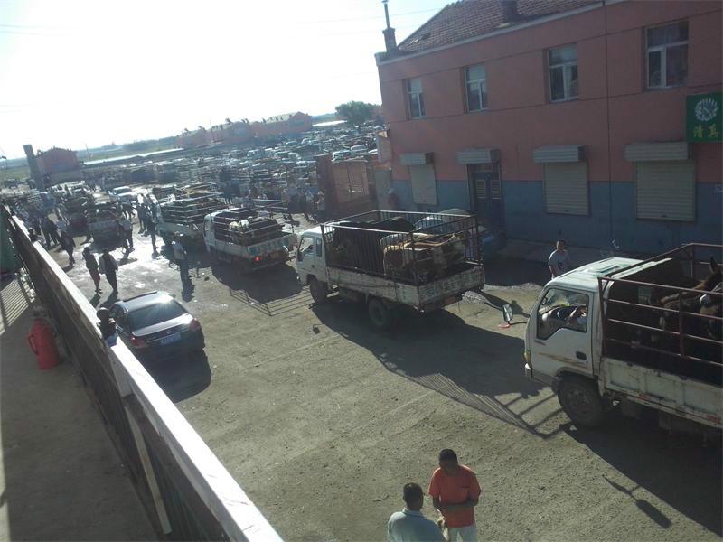 供應肉牛肉牛犢貨比三家好價格