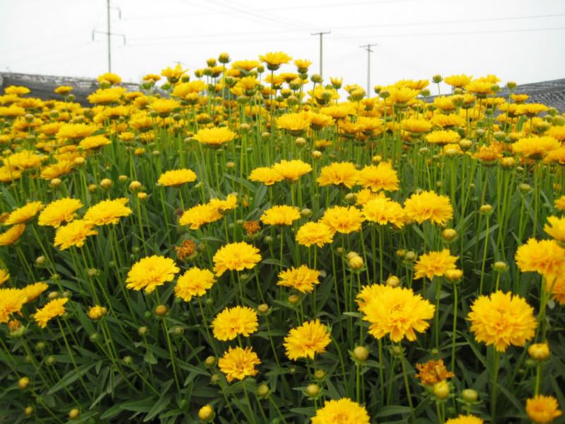 供應(yīng)四川批發(fā)草坪草種花種矮生重瓣金雞菊種子