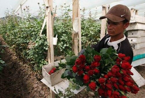 供應香檳玫瑰鮮花進口報關(guān)