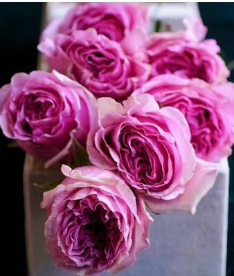 供應(yīng)*鮮花一般貿(mào)易進(jìn)口報(bào)關(guān)公司