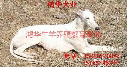 供应灵缇犬价格灵缇犬养殖