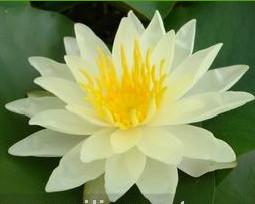 供應(yīng)安陽睡蓮種植，優(yōu)質(zhì)睡蓮苗批發(fā)，荷花種苗基地，睡蓮種植技術(shù)