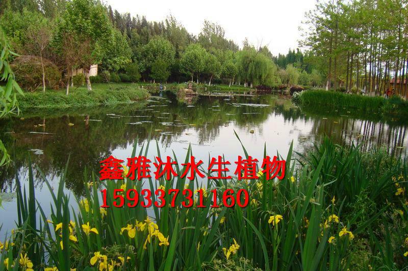沉水植物種植 蘆 黃菖蒲種苗銷售 沉水 水生鳶尾種苗 苦草種植價(jià)格