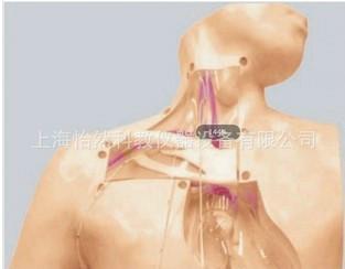 供应高级肠外营养护理模型图片