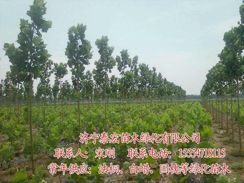 【供应】山东菏泽法桐小苗，1-2公分法桐小苗价格