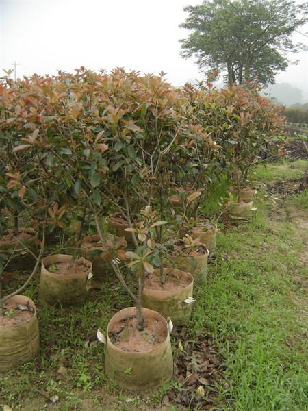 紅葉石楠苗圖片/紅葉石楠苗樣板圖 (4)