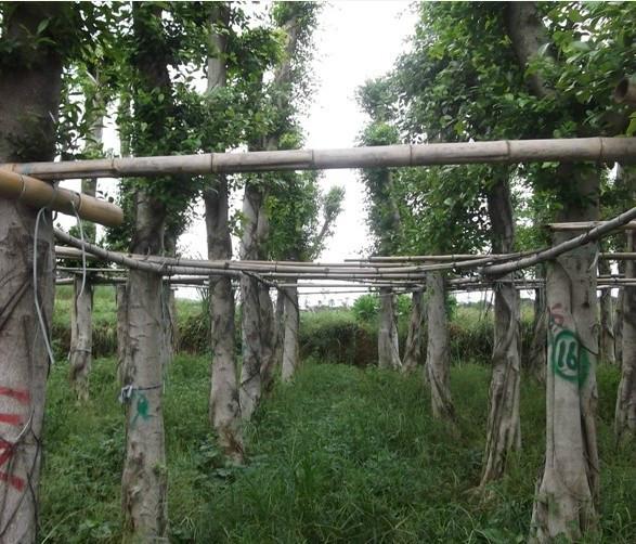 四川小葉榕3-4公分