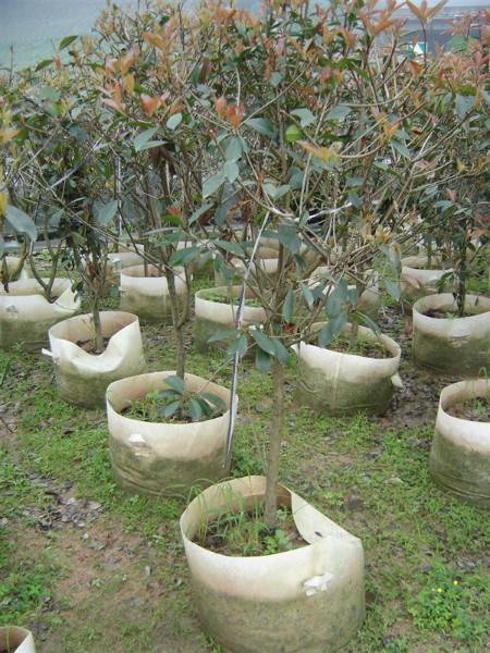 供應(yīng)*180高度紅葉石楠苗*5000棵漳州*批商
