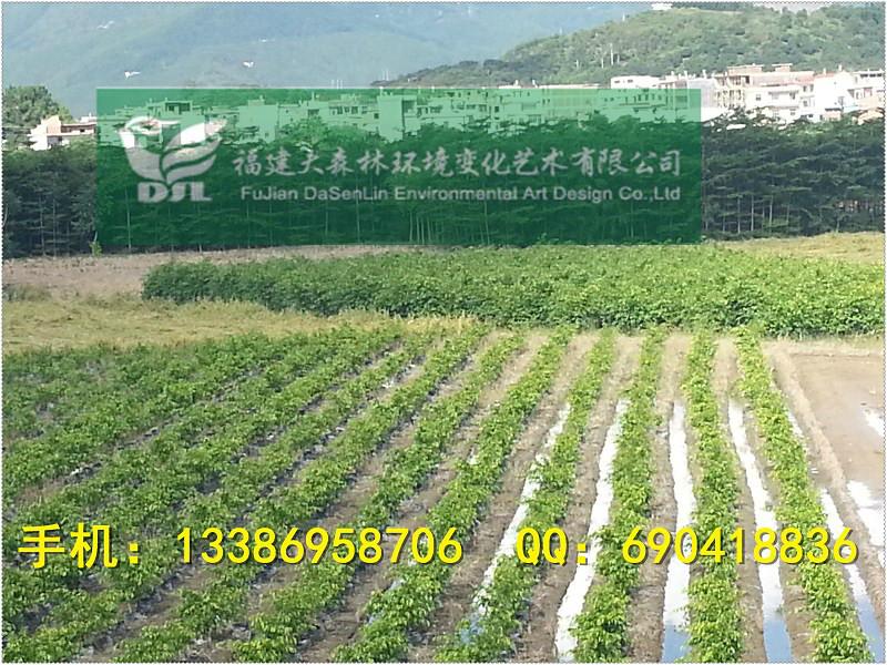 200公分高垂葉榕圖片