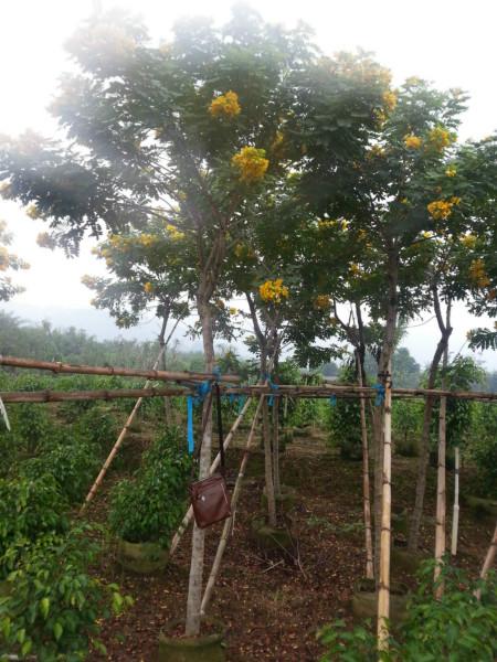 供应精品漳州黄花槐5公分地苗批发价马口最大苗木供应商