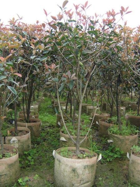 供應(yīng)6000棵一米冠幅紅葉石楠*苗南靖基地